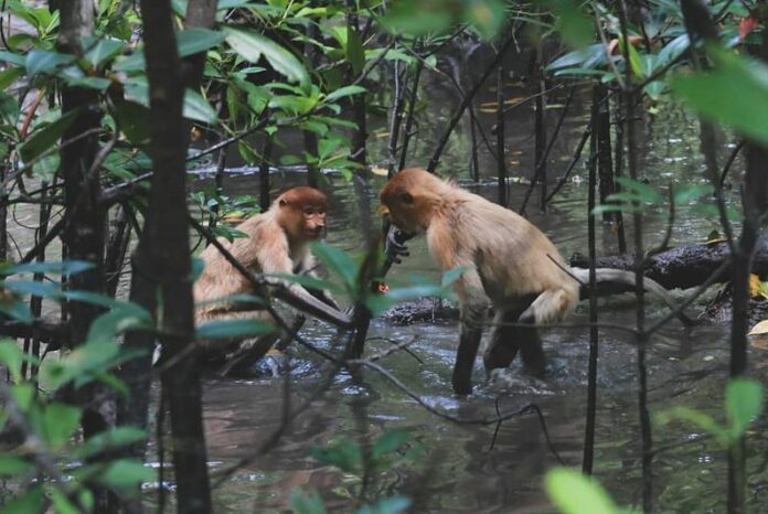 6 Destinasi Wisata Menarik di Kalimantan Utara